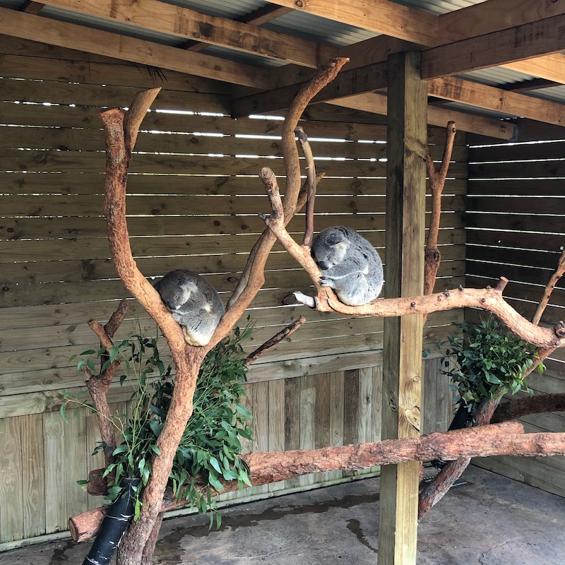 A trip to the zoo... | Stanwell Park Beach Cottage